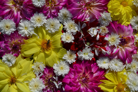 Les fleurs, un remède naturel contre le stress
