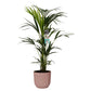 Kentia - Palmier - Daily flowers - Plante - Daily flowers