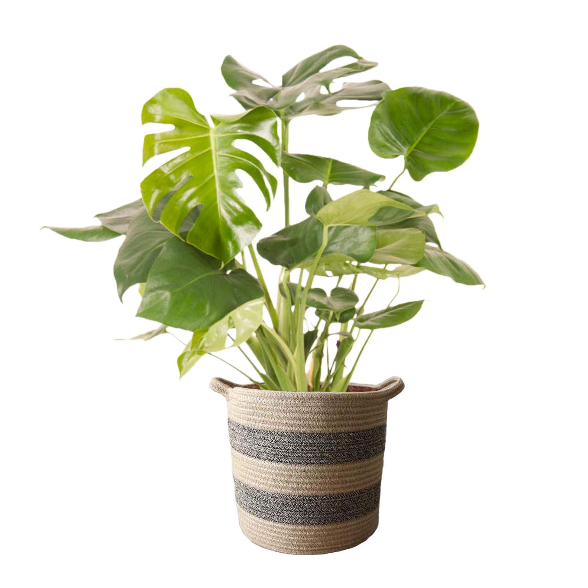 MONSTERA Deliciosa - Daily flowers - Plante - Daily flowers
