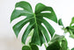 MONSTERA Deliciosa - Daily flowers - Plante - Daily flowers