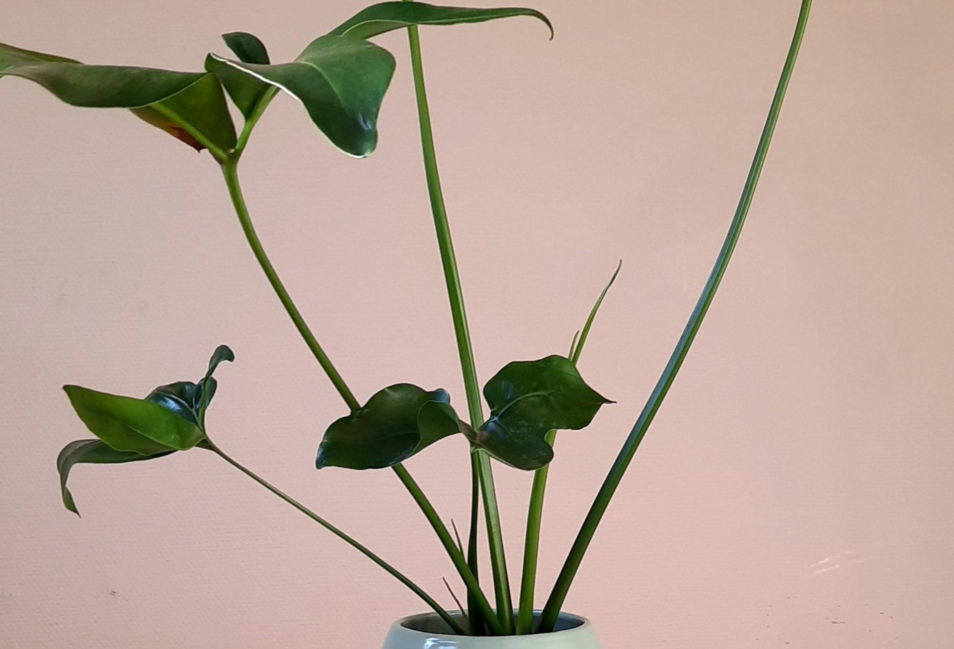 Philodendron Green Wonder - Daily flowers - Plante - Daily flowers