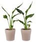 Duo de Mini Strelitzia - Lot de 2 - Daily flowers - Plante - Daily flowers